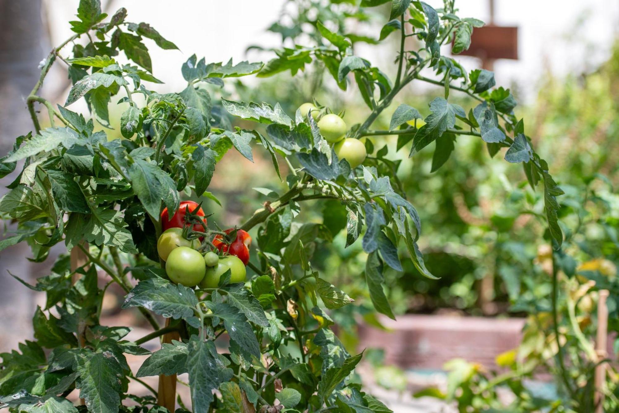 เดอะ ริตซ์-คาร์ลตัน โดฮา Hotel ภายนอก รูปภาพ Tomato plants